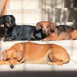 Meet your Posher, Debi